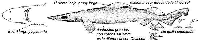 Deania hystricosa_02.jpg